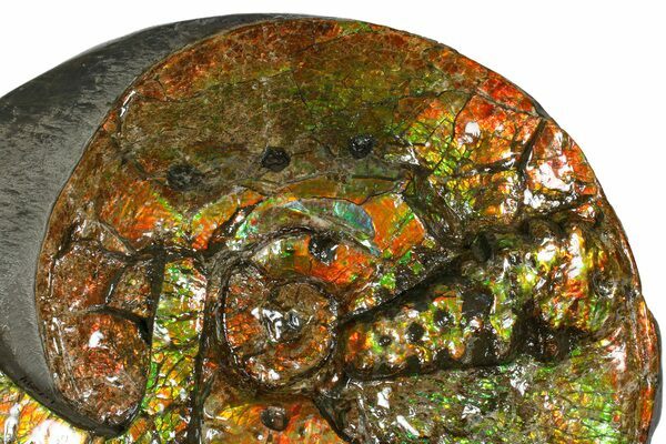 An ammonite fossil from Alberta, Canada preserved in ammolite with circular bite marks of a large Mosasaur.
